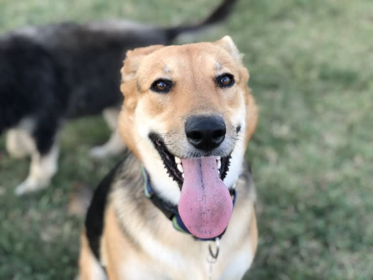 Shainee, a German Shepherd Dog and Australian Cattle Dog mix tested with EmbarkVet.com