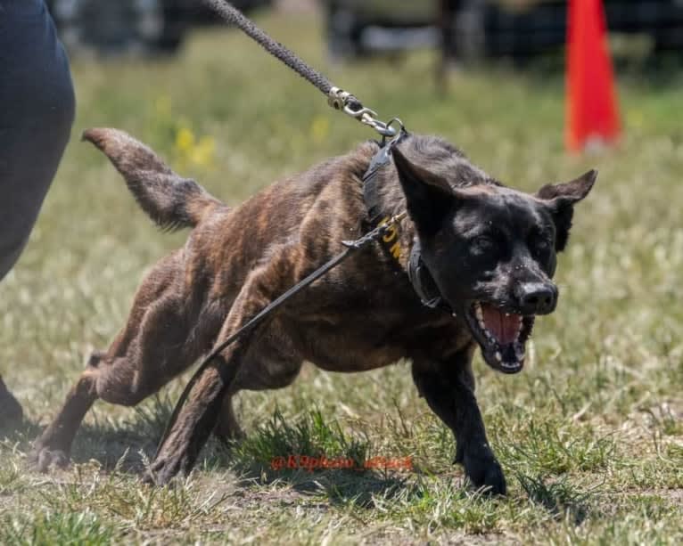 Static, a Dutch Shepherd tested with EmbarkVet.com