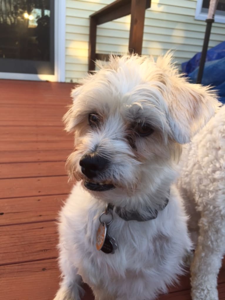 Sammy, a Poodle (Small) and Miniature Schnauzer mix tested with EmbarkVet.com