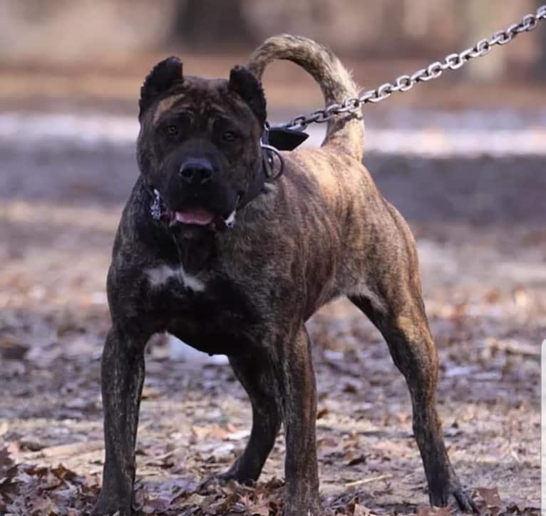 Alyria, a Perro de Presa Canario tested with EmbarkVet.com