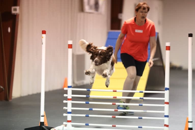 Luuk, a Drentsche Patrijshond tested with EmbarkVet.com