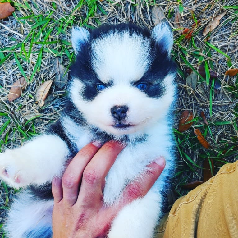 Kyan, a Pomsky tested with EmbarkVet.com