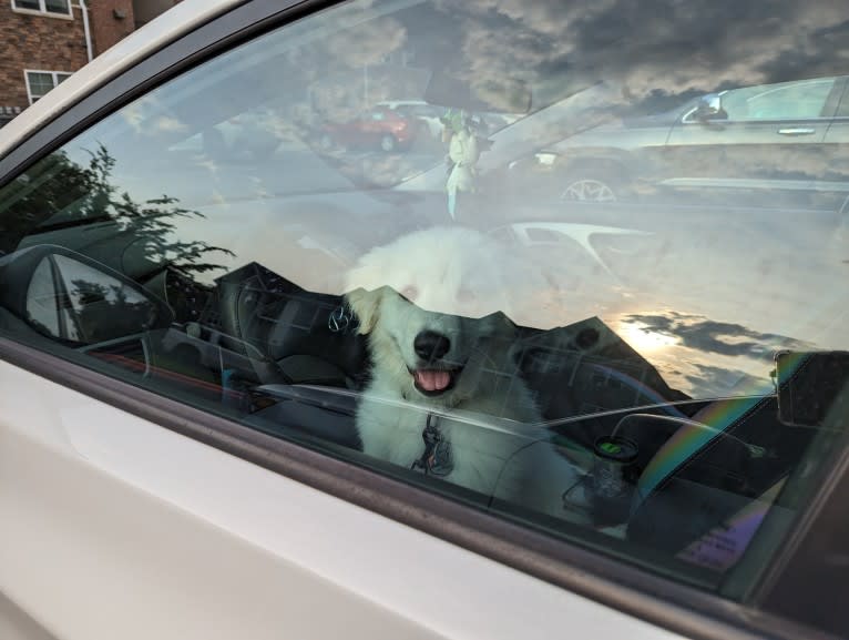 Valiant, a Great Pyrenees tested with EmbarkVet.com