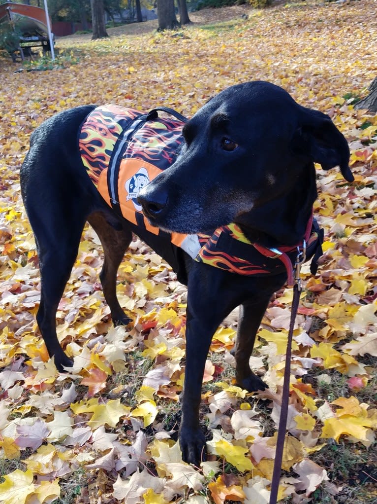 Buddy, a Rottweiler and Labrador Retriever mix tested with EmbarkVet.com