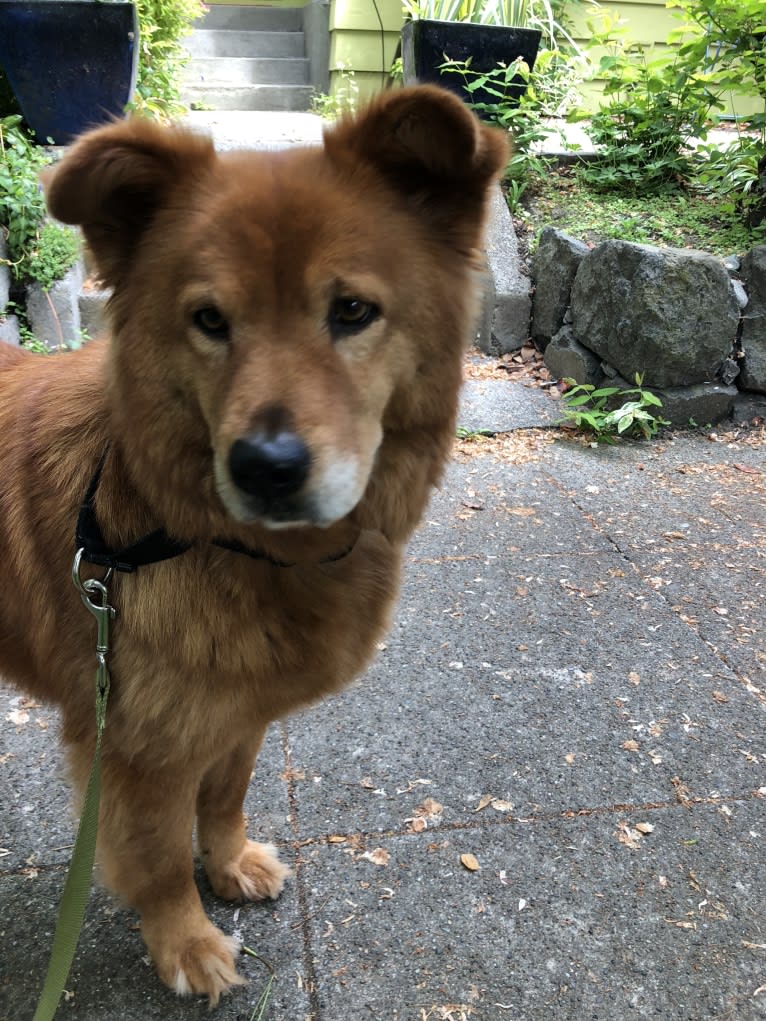 Sunny, a Chow Chow and Australian Cattle Dog mix tested with EmbarkVet.com