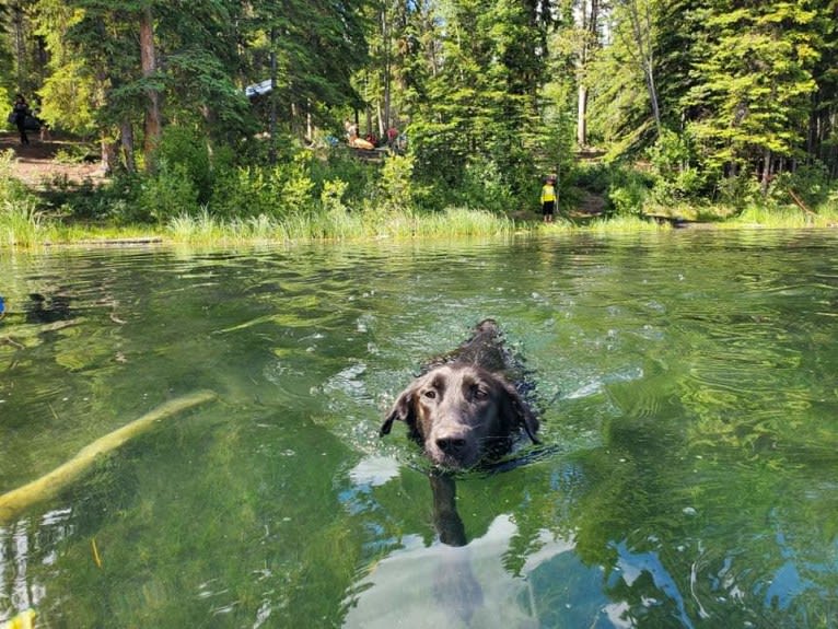 Phobos, a Labrador Retriever and Alaskan-type Husky mix tested with EmbarkVet.com