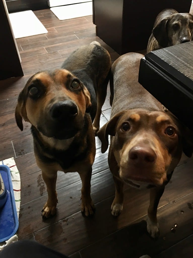 Jake Finn, a Catahoula Leopard Dog and German Shepherd Dog mix tested with EmbarkVet.com