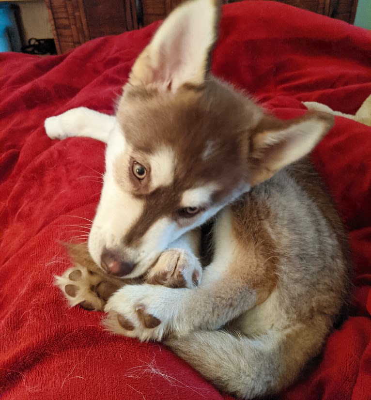 Gambit, a Siberian Husky and Australian Shepherd mix tested with EmbarkVet.com