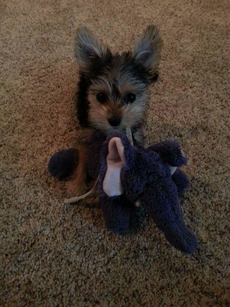 Milo, a Miniature Schnauzer and Biewer Terrier mix tested with EmbarkVet.com