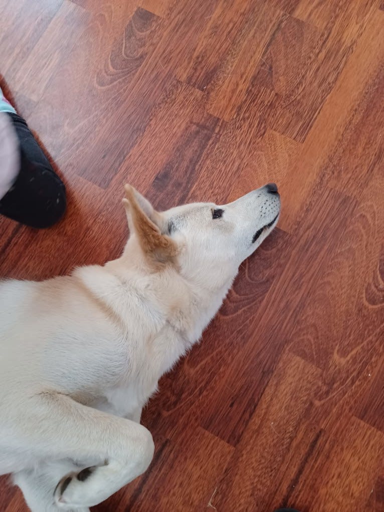 Sai, a Canaan Dog tested with EmbarkVet.com