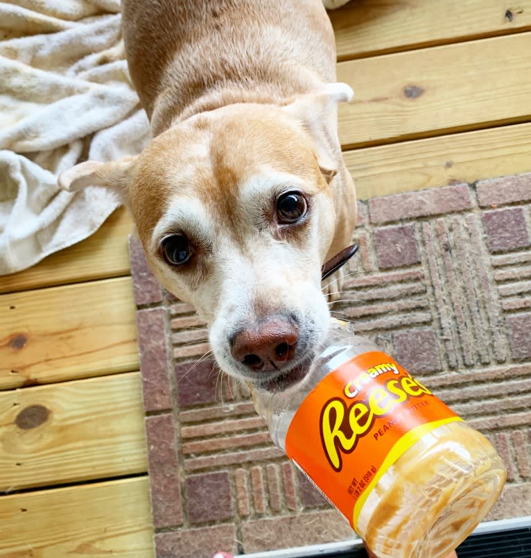 Kimber, an American Pit Bull Terrier and Cocker Spaniel mix tested with EmbarkVet.com