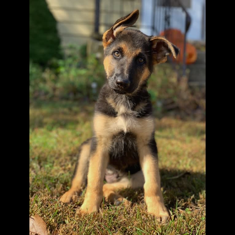 Jonas, a German Shepherd Dog tested with EmbarkVet.com