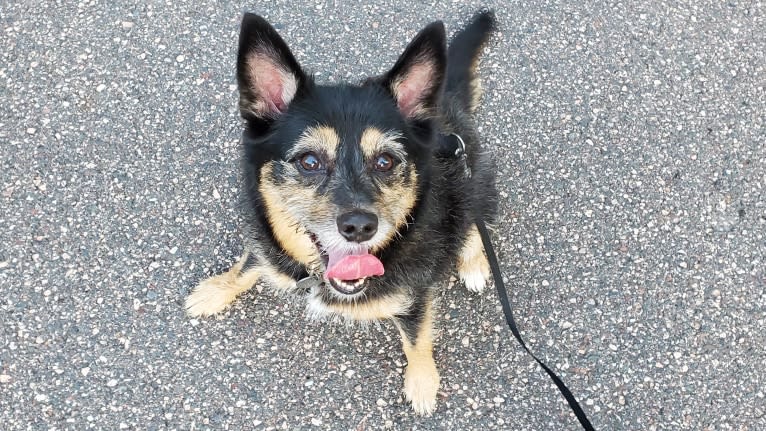 Baylee, a Yorkshire Terrier and German Shepherd Dog mix tested with EmbarkVet.com