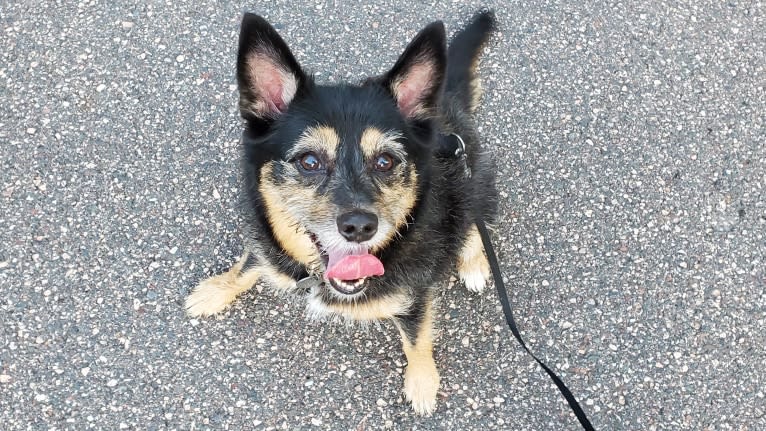 Baylee, a Yorkshire Terrier and German Shepherd Dog mix tested with EmbarkVet.com