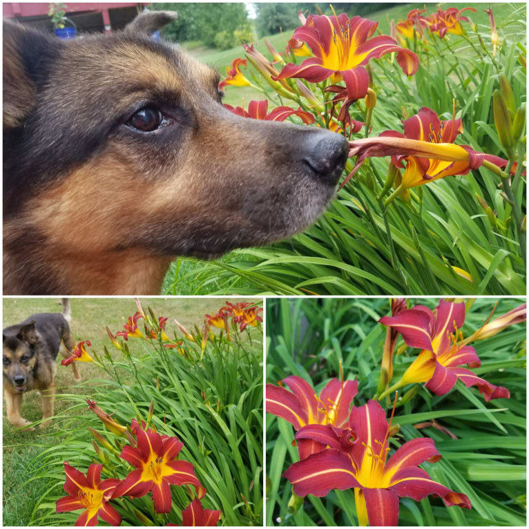 Doozie, a German Shepherd Dog and Australian Cattle Dog mix tested with EmbarkVet.com