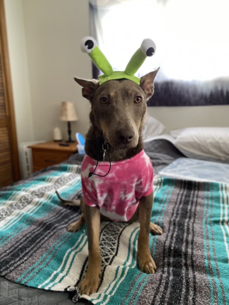 Nora, an Australian Kelpie tested with EmbarkVet.com