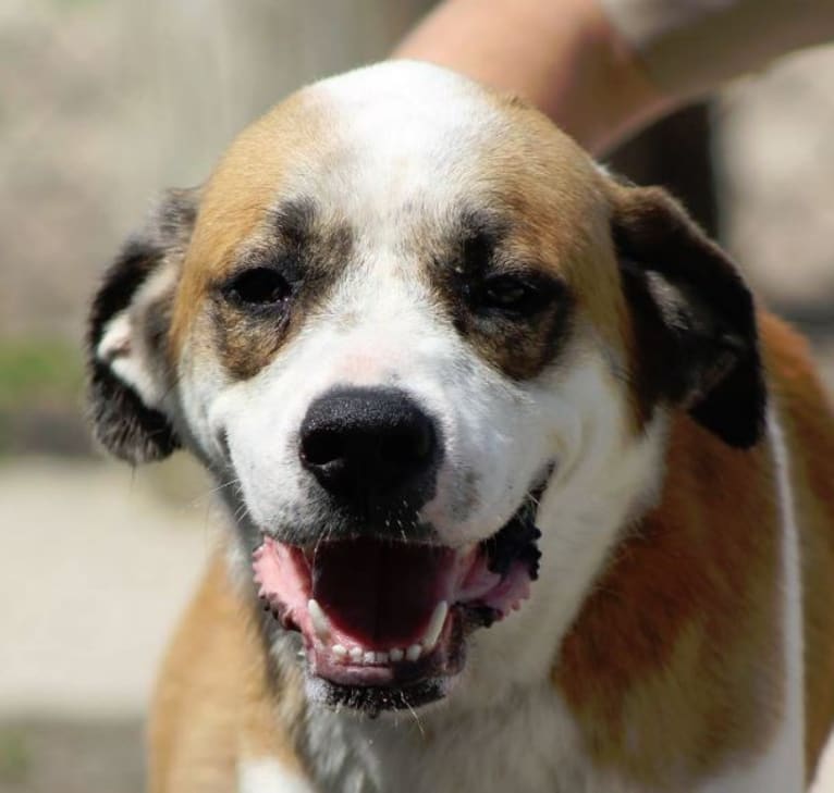 Eddie, a Great Pyrenees and Boxer mix tested with EmbarkVet.com