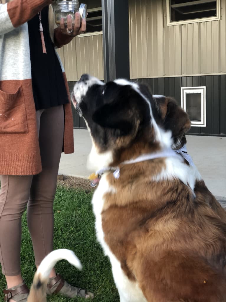 Sadie, a Saint Bernard tested with EmbarkVet.com