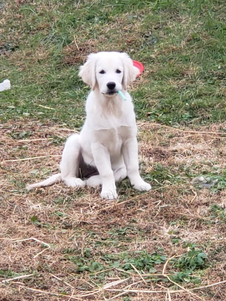 Zahavah, a Golden Retriever tested with EmbarkVet.com