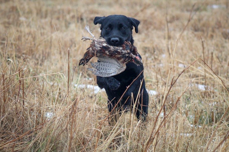 River, a Labrador Retriever tested with EmbarkVet.com