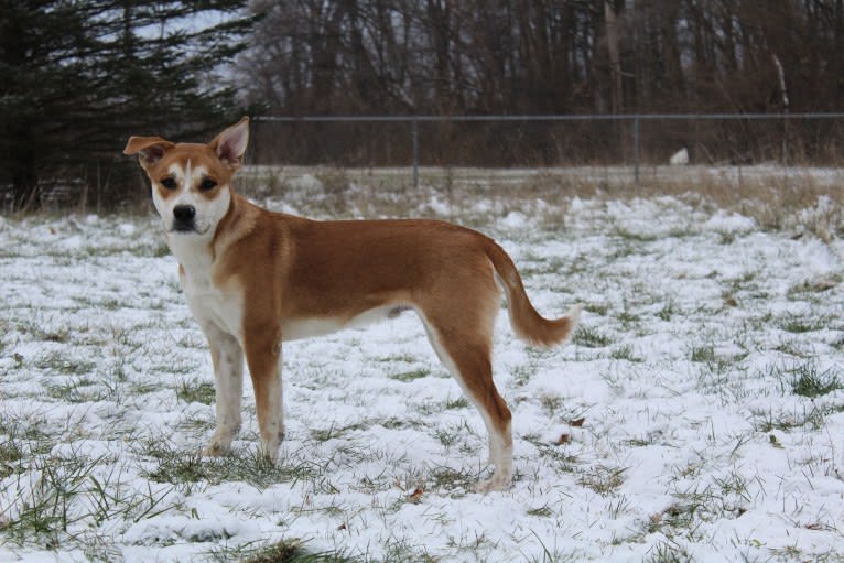 Joe, a Carolina Dog tested with EmbarkVet.com