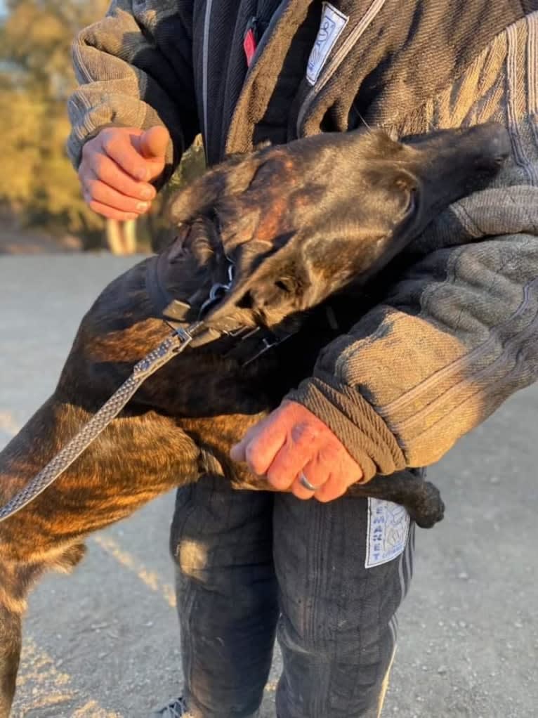 Static, a Dutch Shepherd tested with EmbarkVet.com