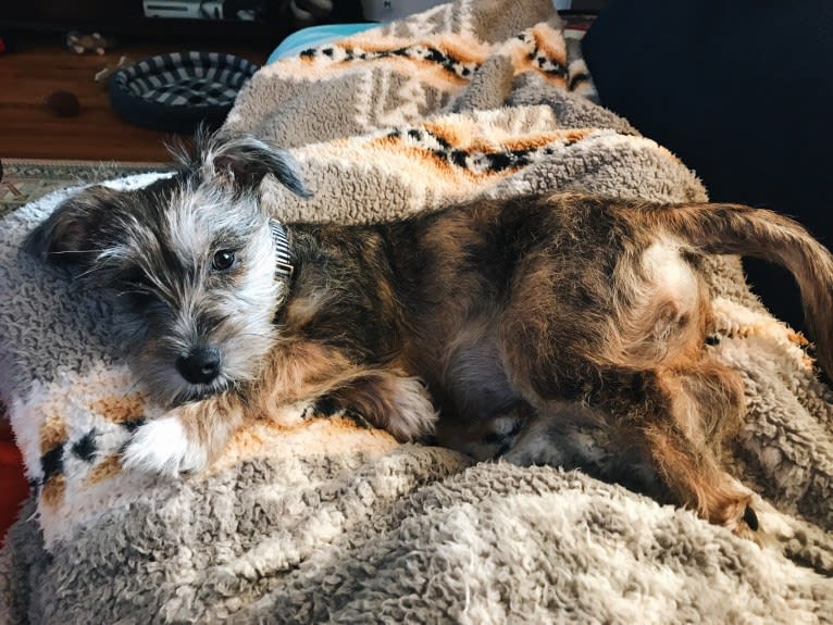 Adelaide, a Miniature Schnauzer and Boston Terrier mix tested with EmbarkVet.com