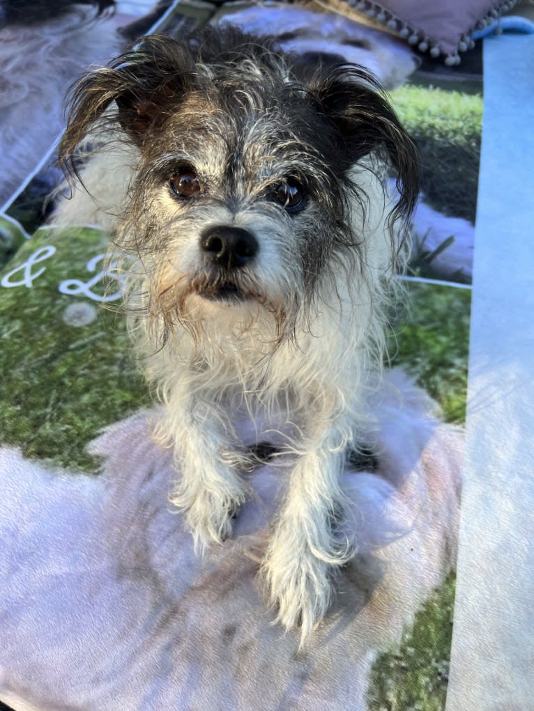 Murray, a Chihuahua and Shih Tzu mix tested with EmbarkVet.com