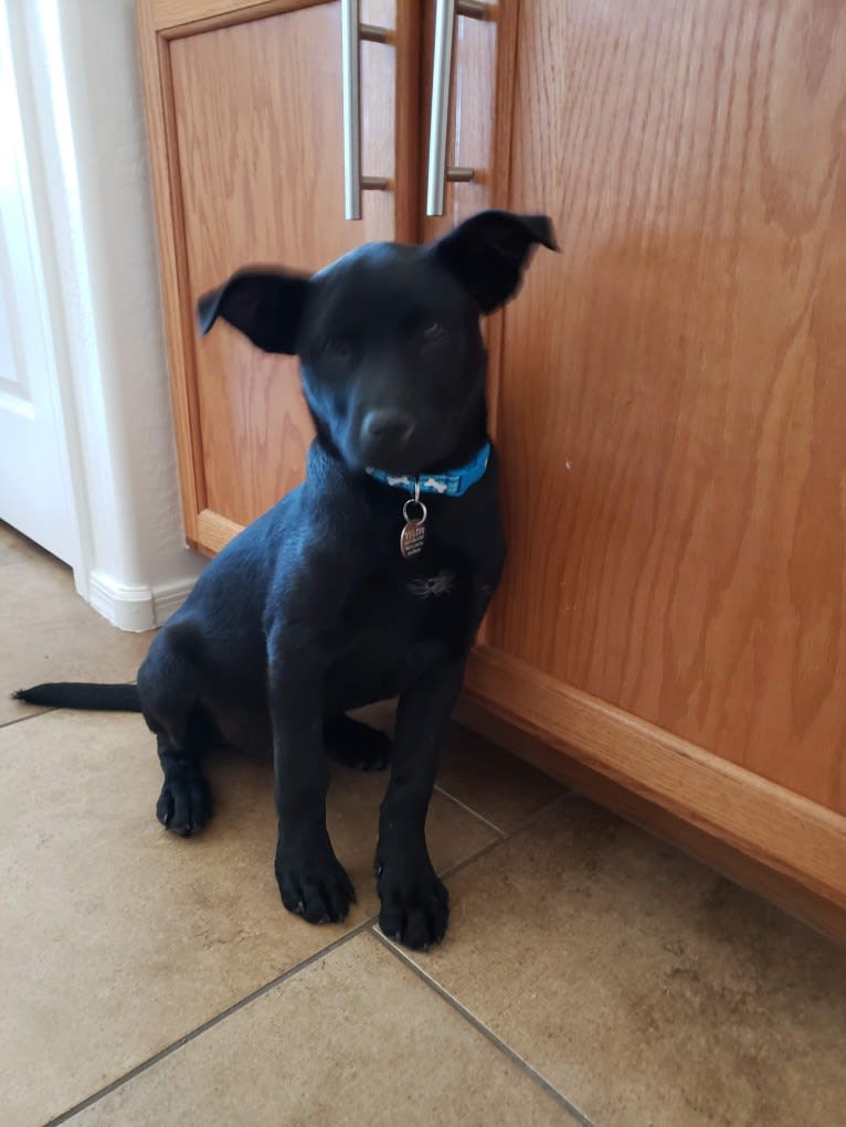 Wesley, an Australian Cattle Dog and Chihuahua mix tested with EmbarkVet.com