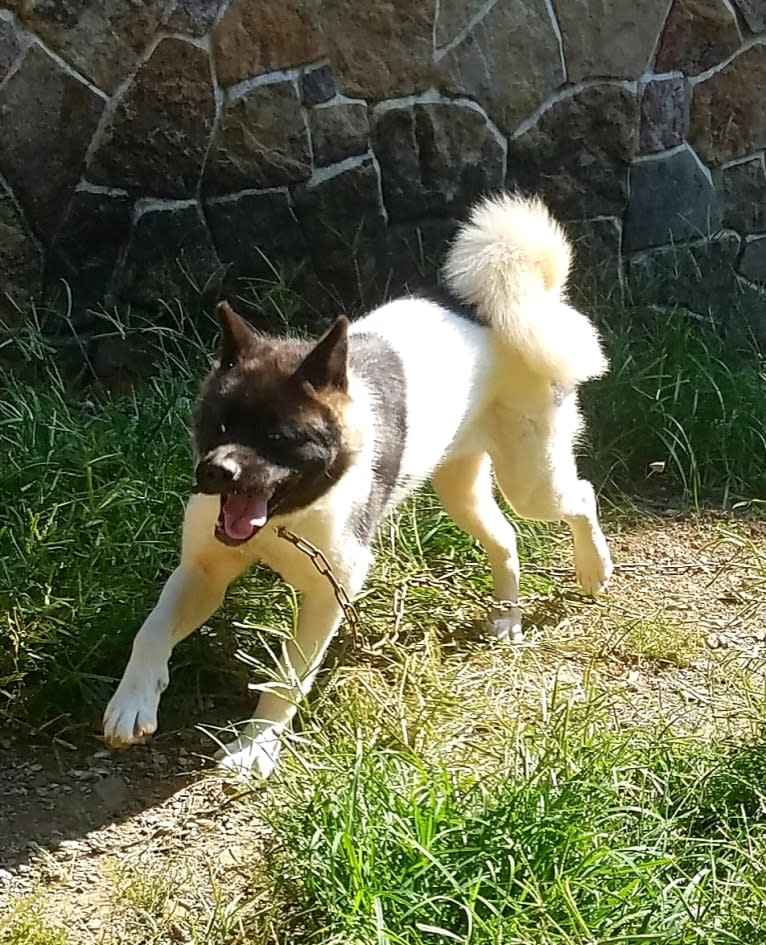 Sansa, an Akita tested with EmbarkVet.com