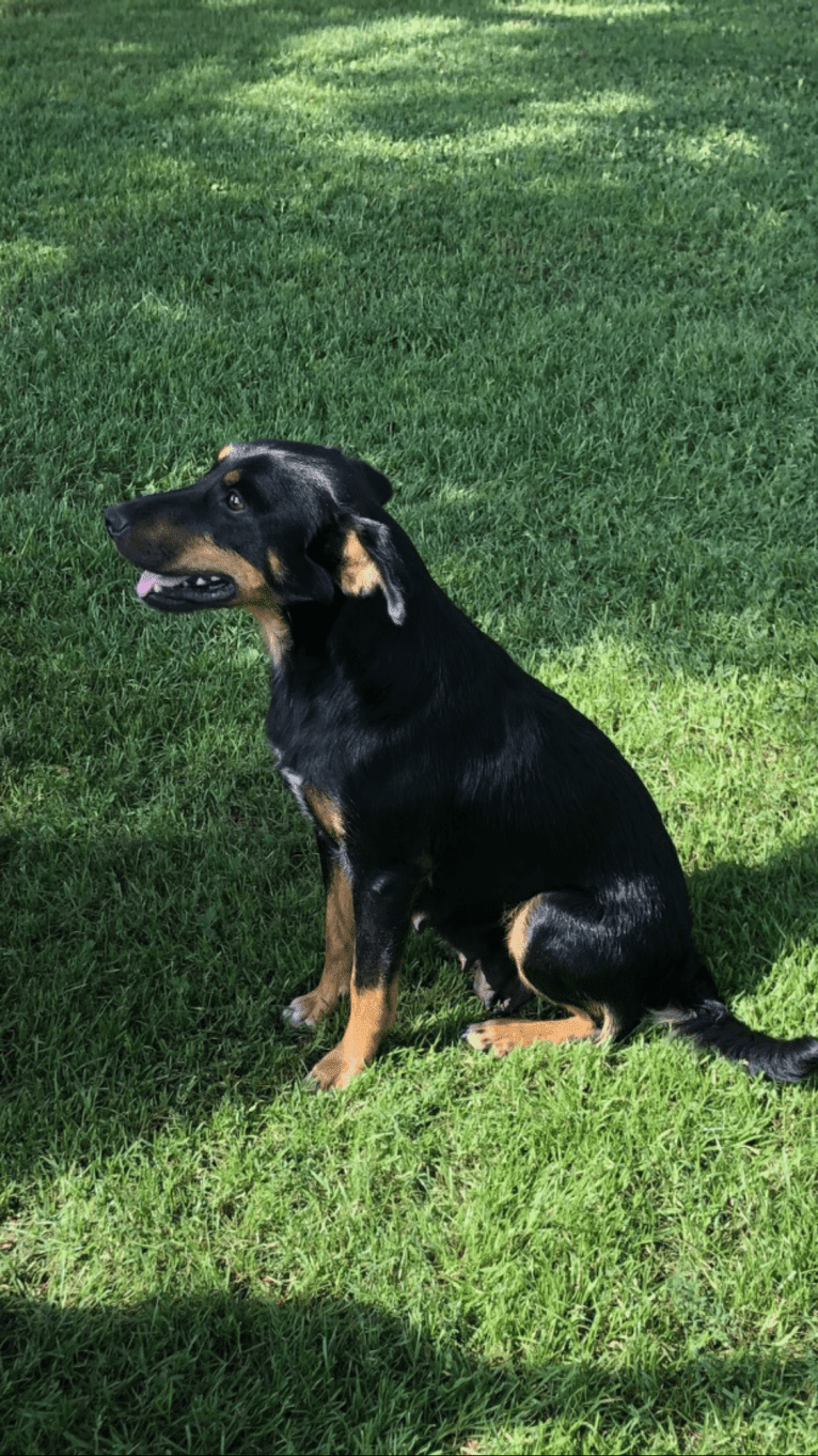 Emma, an Australian Cattle Dog and American Pit Bull Terrier mix tested with EmbarkVet.com