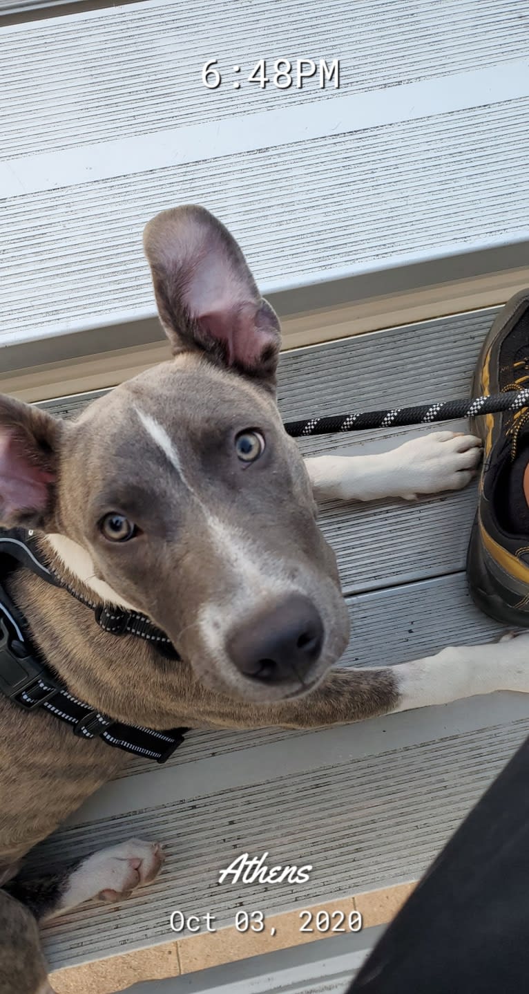 SAINT, an American Pit Bull Terrier and American Staffordshire Terrier mix tested with EmbarkVet.com