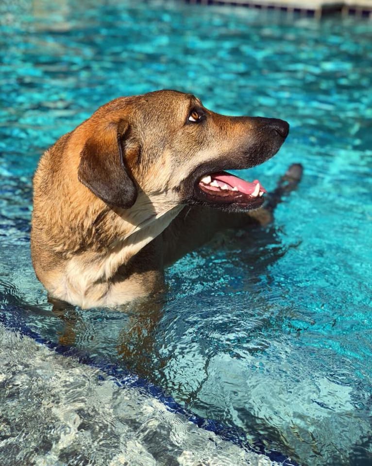 Moshe-Moo, a German Shepherd Dog and Beagle mix tested with EmbarkVet.com