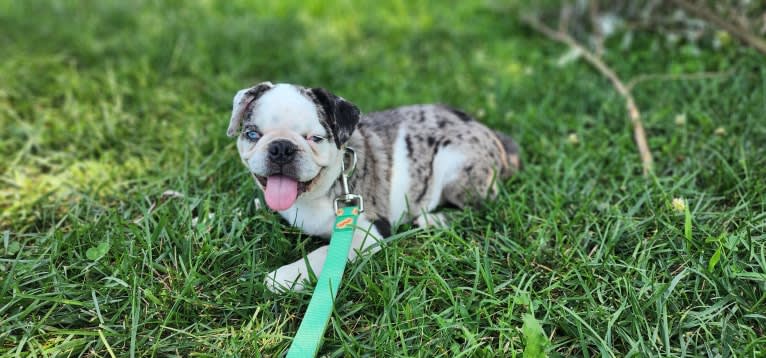 Waldo, a Pug tested with EmbarkVet.com