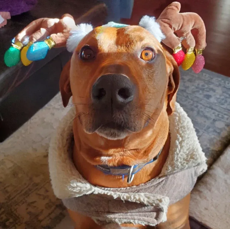 Gus, a Redbone Coonhound and American Pit Bull Terrier mix tested with EmbarkVet.com