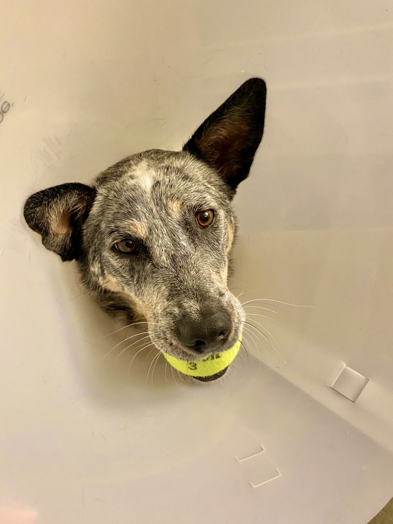 Kai, an Australian Cattle Dog tested with EmbarkVet.com