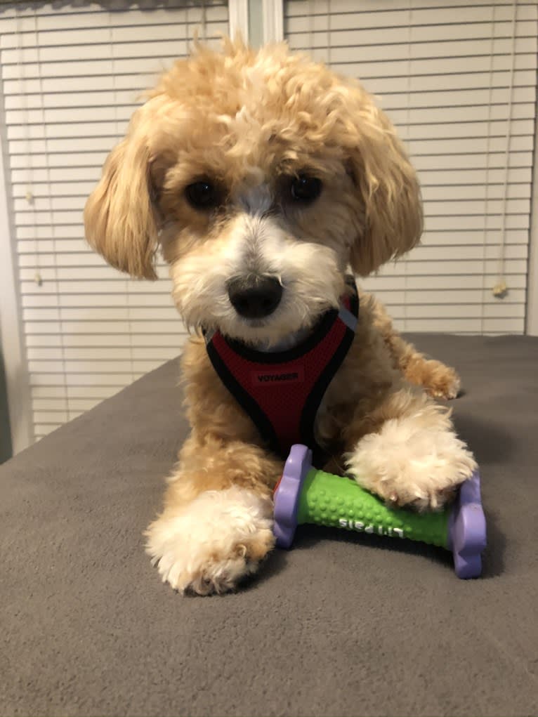 Scooter, a Poodle (Small) and Maltese mix tested with EmbarkVet.com