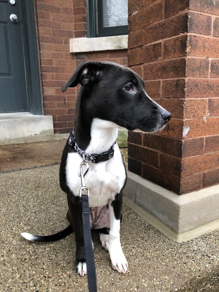 Ada, an American Pit Bull Terrier and Labrador Retriever mix tested with EmbarkVet.com