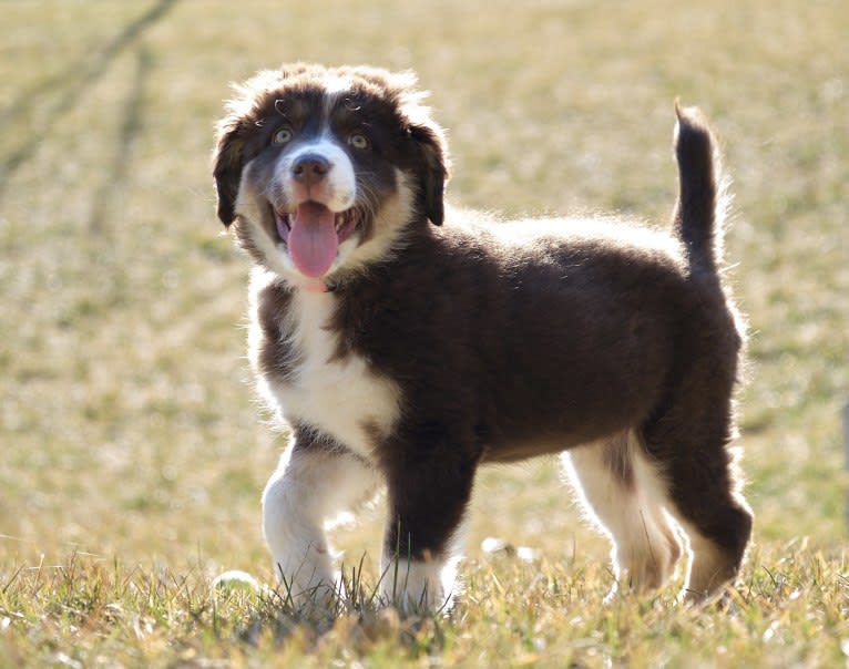 Hazelnut, a Border Collie and Siberian Husky mix tested with EmbarkVet.com