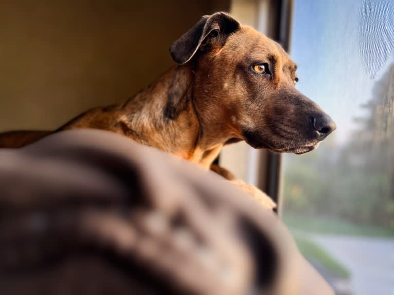 Lyza, a Catahoula Leopard Dog and American Pit Bull Terrier mix tested with EmbarkVet.com