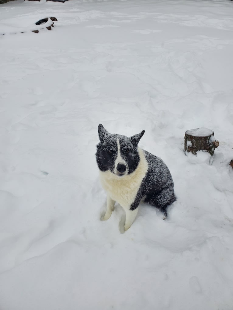 Dumaw Oakenshield, a Karelian Bear Dog tested with EmbarkVet.com