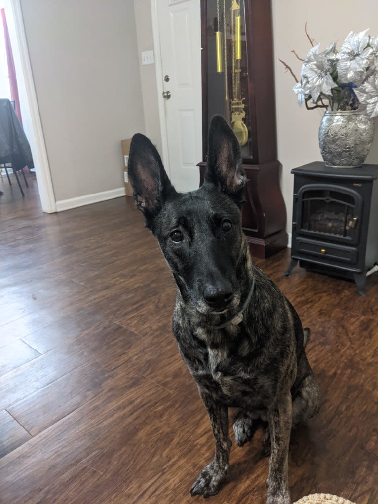 Mako, a Dutch Shepherd tested with EmbarkVet.com