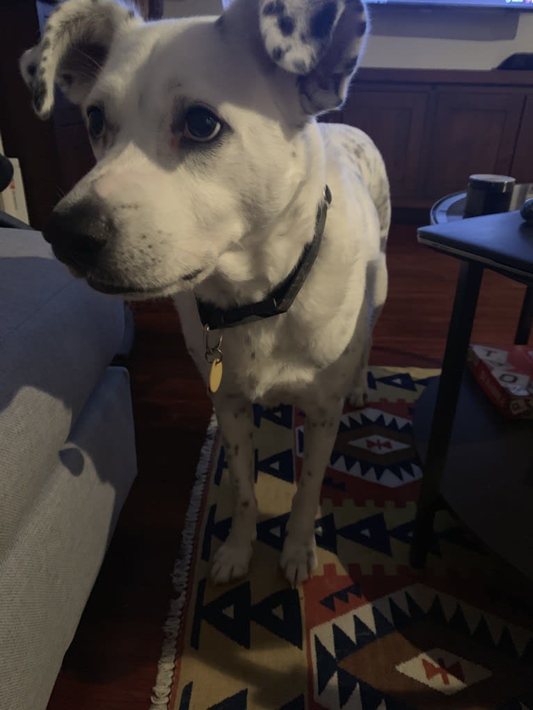 Louis, an American Pit Bull Terrier and Cocker Spaniel mix tested with EmbarkVet.com