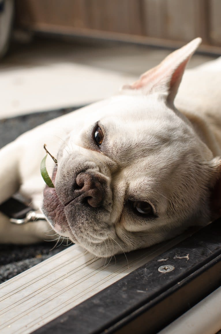 Quincy, a French Bulldog (9.4% unresolved) tested with EmbarkVet.com