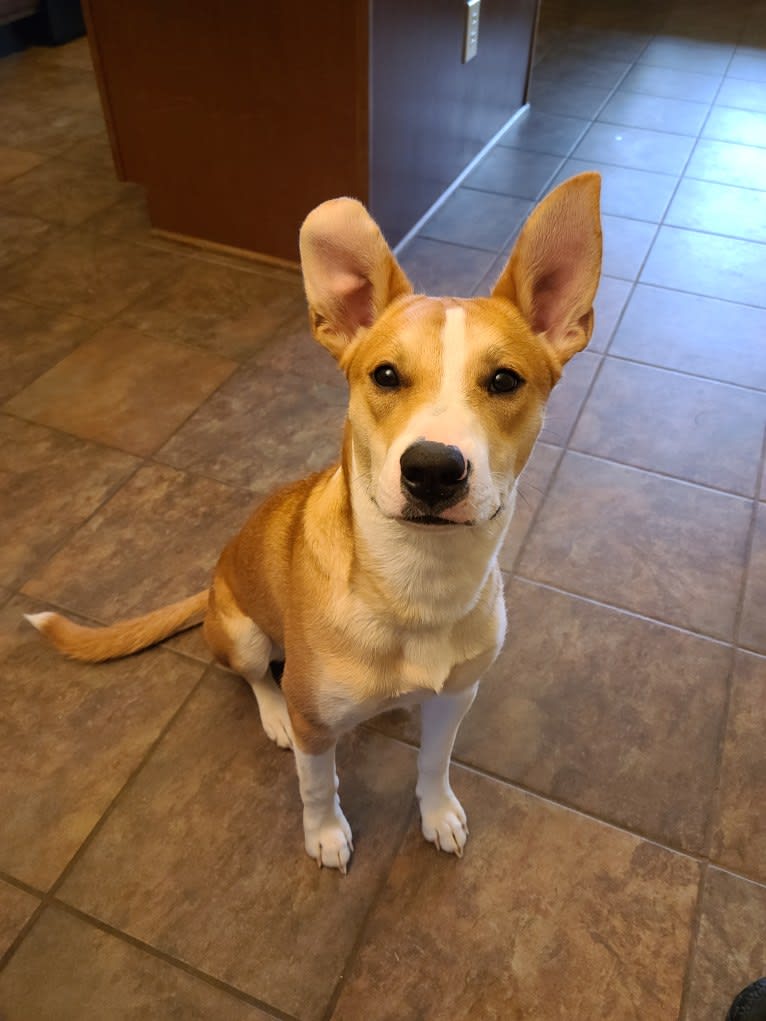 Cid, a Boxer and Australian Cattle Dog mix tested with EmbarkVet.com