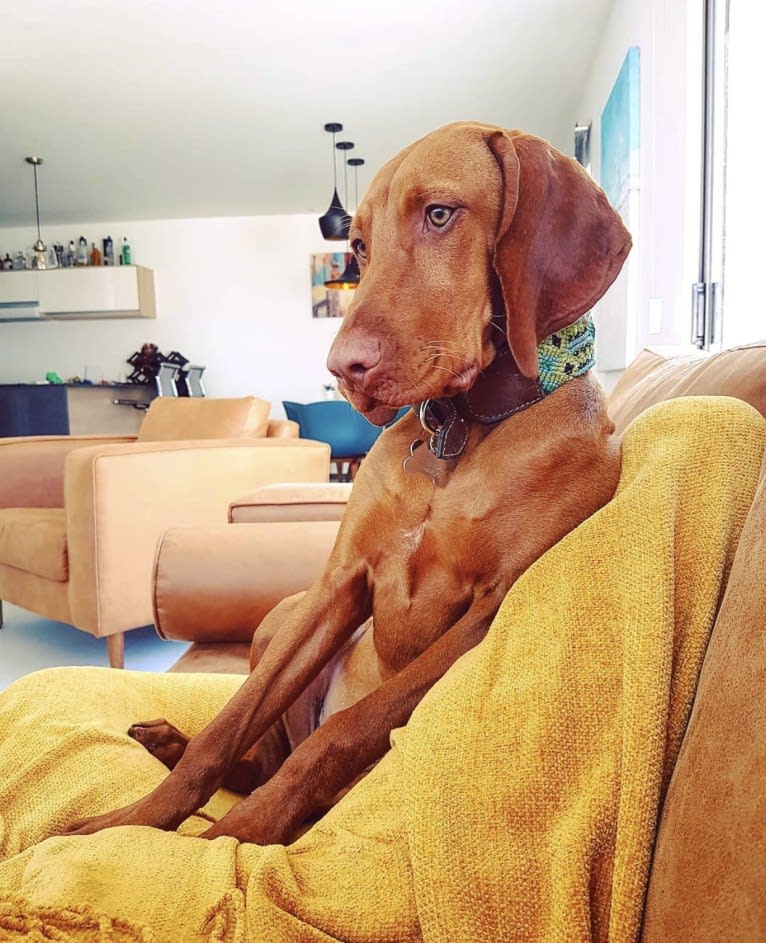 Bailey, a Vizsla tested with EmbarkVet.com