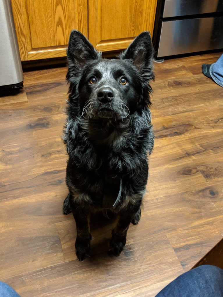 Odin 'stinky butt' Mussatti, an Australian Cattle Dog tested with EmbarkVet.com