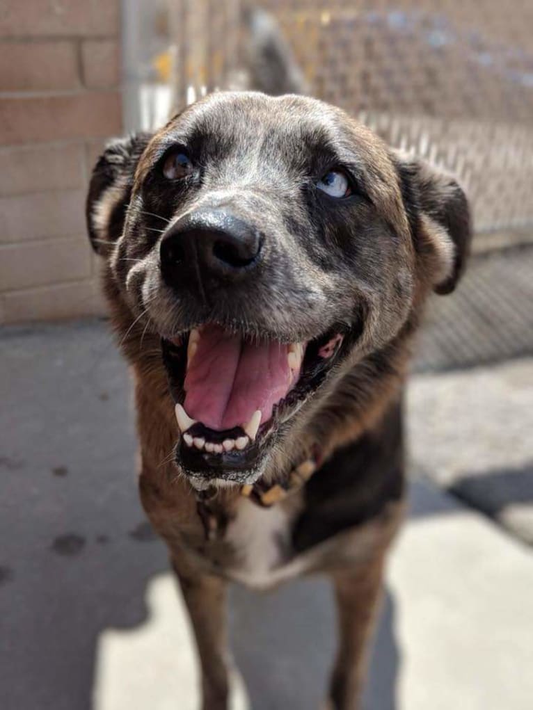 Skyye, a Catahoula Leopard Dog and Chow Chow mix tested with EmbarkVet.com