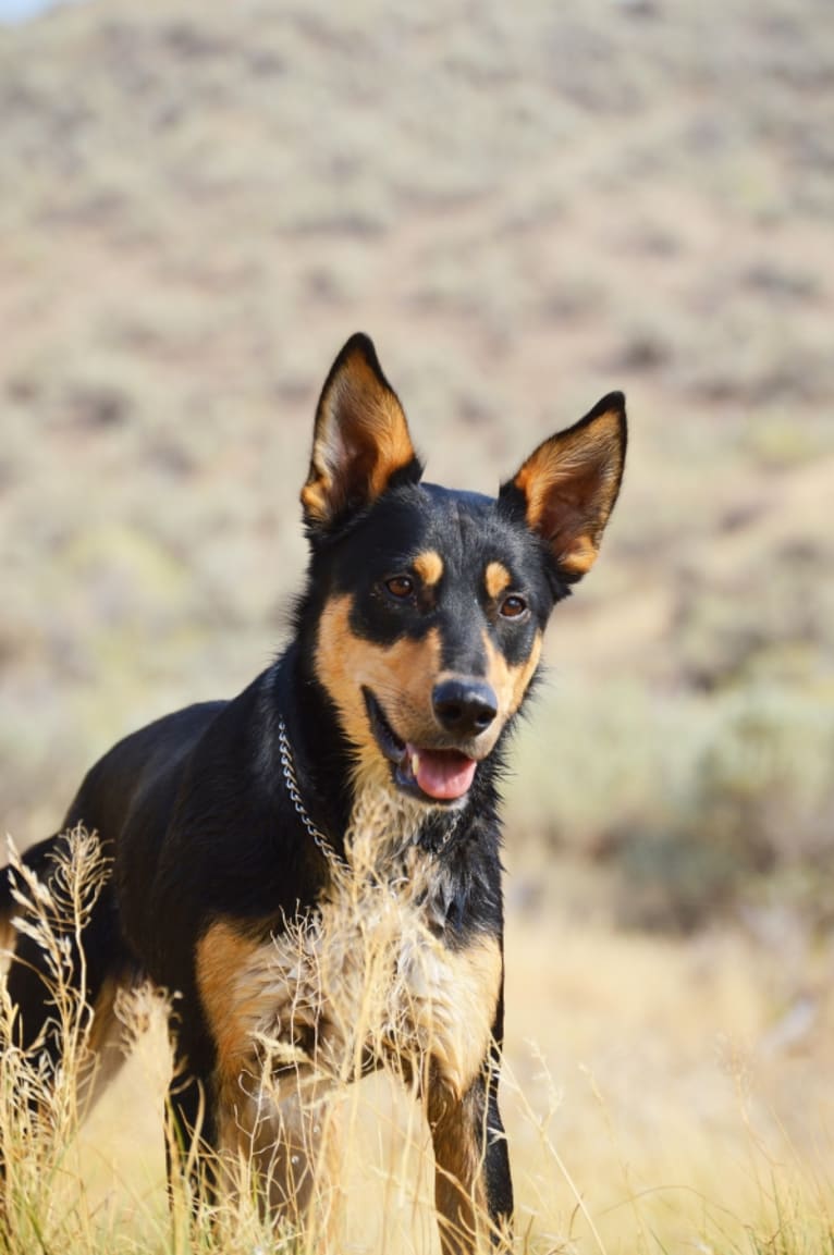 Bandit, an Australian Cattle Dog and Staffordshire Terrier mix tested with EmbarkVet.com