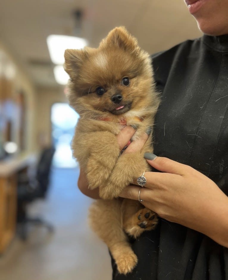 Pearl, a Pomeranian and German Spitz mix tested with EmbarkVet.com